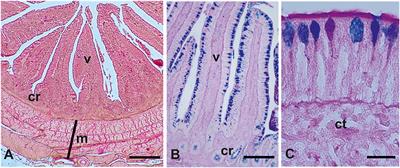 Positive Influence of a Probiotic Mixture on the Intestinal Morphology and Microbiota of Farmed Guinea Fowls (Numida meleagris)